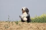 BEARDED COLLIE 172